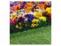 Bordures de jardin et pansies multicolores.