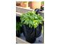 Basilic frais dans une jardinière noire suspendue à une balustrade en bois, avec d'autres plantes en arrière-plan.