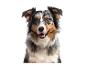 Un Berger australien à la robe blue merle regardant directement la caméra.