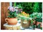 Chrysanthèmes en pot et pulvérisateur jardin.