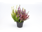 Plante de bruyère en pot noir avec des fleurs jaunes, violettes et rouges.