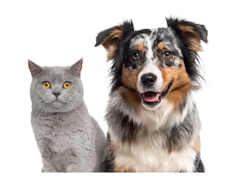 Un chat britannique gris et un berger australien.