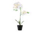 Orchidée blanche dans un pot noir.