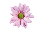 Marguerite rose au centre vert sur fond noir.