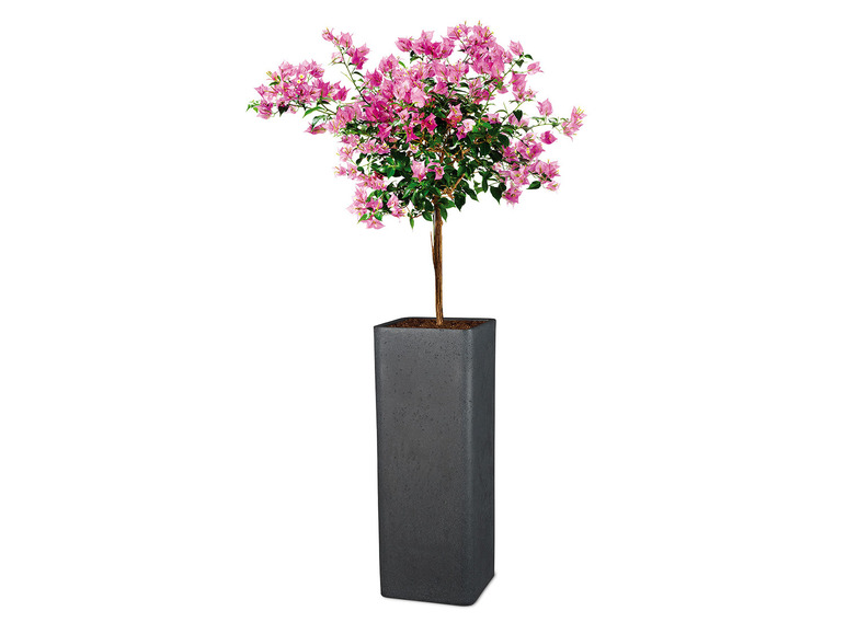 Aller en mode plein écran : Scheurich Pot à plantes haut « Cube High », plastique, carré, L 26 x l 26 x H 70 cm - Image 3