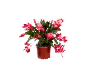 Plante de cactus de Noël rouge en pot marron.