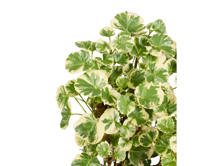 Plante d'intérieur Polyscias fruticosa 'Marginata' avec des feuilles vertes et crème.