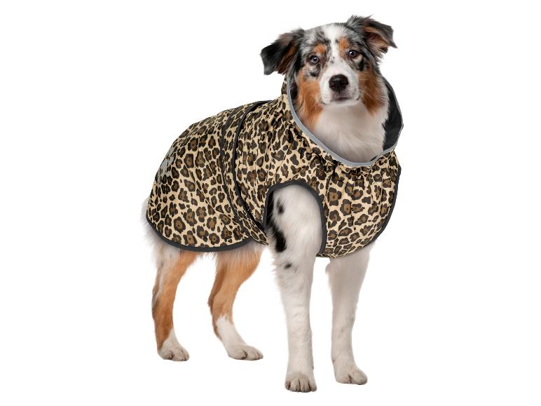 Berger australien portant un manteau pour chien imprimé léopard
