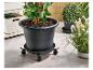 Grand pot de fleurs sur base à roulettes, avec d'autres plantes et articles de jardinage.