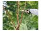 Main coupant une branche d'arbre avec un couteau, avec un fond vert.