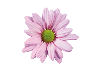 Chrysanthèmes en coupe