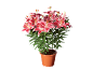 Lys roses dans un pot en terre cuite sur fond noir.