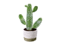 Cactus vert dans un pot blanc avec motif de feuilles sur fond noir.