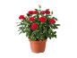 Rosier en pot avec des fleurs rouges vives et des feuilles vertes.