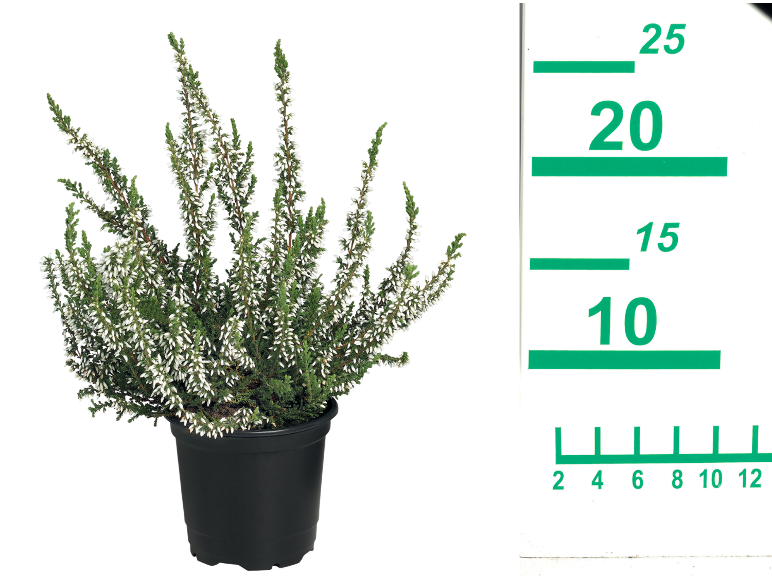 Plante de bruyère blanche en pot noir avec échelle de mesure de 25 cm.