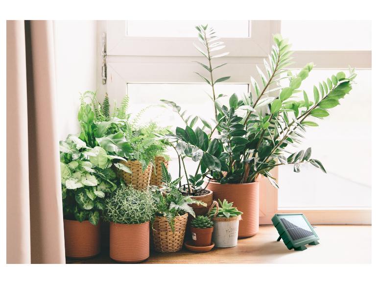 Plantes d'intérieur en pot près d'une fenêtre, avec un petit panneau solaire à droite.