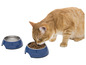 Un chat orange mange dans une gamelle Zoo-fari bleue.