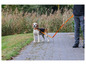 Un beagle en laisse sur un chemin pavé.