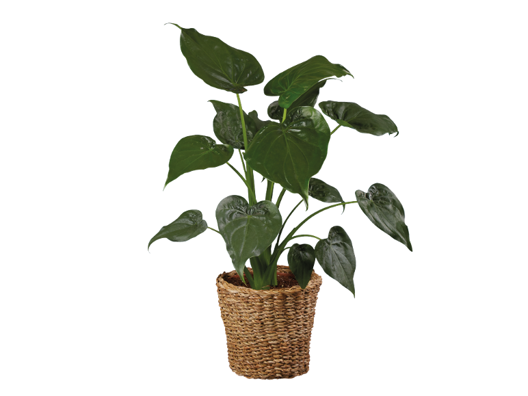 Plante d'intérieur à grandes feuilles vertes dans un panier en osier.
