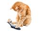 Un chat orange joue avec un jouet en forme de poisson.