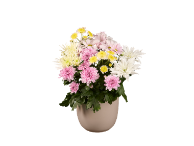 Coupe Chrysanthème collection