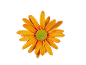 Marguerite orange à centre vert sur fond noir.