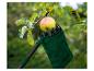 Cueille-fruits avec un sac vert récoltant une pomme d'une branche d'arbre.
