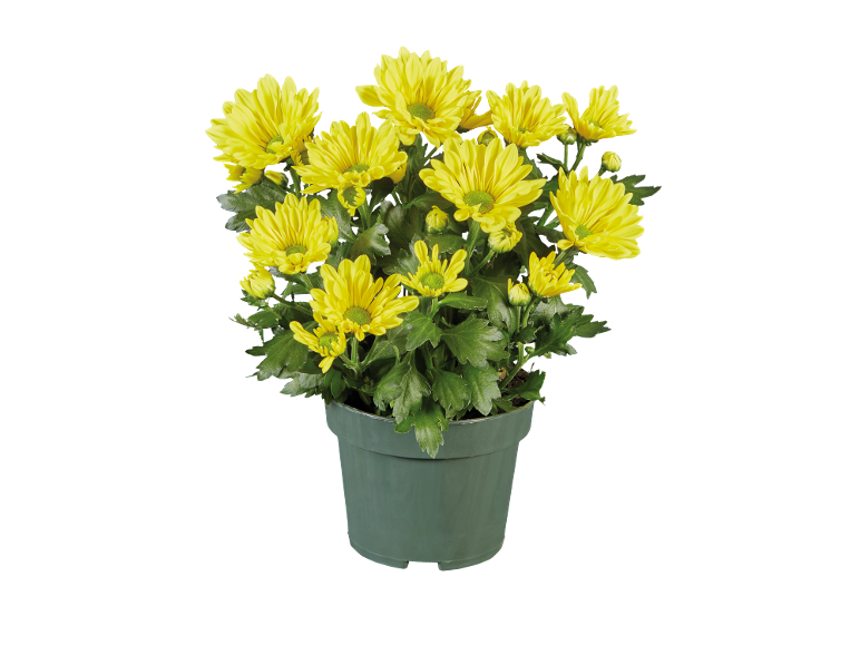 Chrysanthèmes jaunes en pot vert