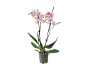 Orchidée Phalaenopsis aux fleurs rose clair et orange dans un pot transparent.