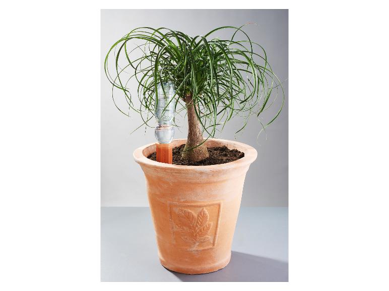 Plante d'intérieur avec système d'arrosage automatique dans un pot en terre cuite.