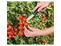 Mains récoltant des tomates cerises mûres d'une plante avec un couteau de jardinage.