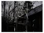 LIVARNO® Leuchtschlauch »The Renovator« sur échafaudage, éclairant une forêt sombre.
