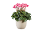 Plante de cyclamen rose dans un pot clair sur fond noir.