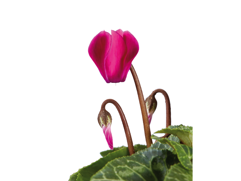 Cyclamen rose avec feuilles vertes et bourgeons, sur fond blanc.