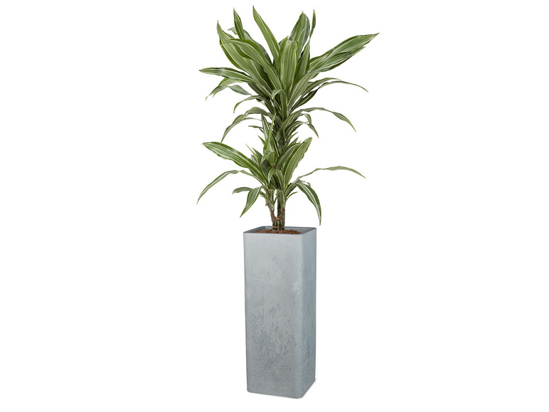 Aller en mode plein écran : Scheurich Pot à plantes haut « Cube High », plastique, carré, L 26 x l 26 x H 70 cm - Image 9