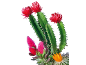 Divers cactus et plantes grasses avec des fleurs rouge vif, orange et roses sur fond noir.
