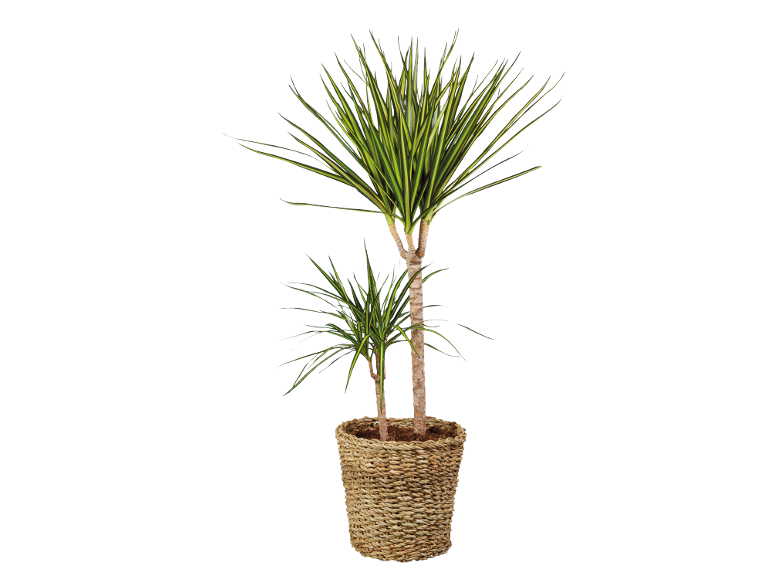 Plante de dragonnier aux feuilles vertes et jaunes dans un pot en osier.