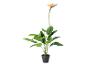 Plante artificielle oiseau de paradis en pot noir
