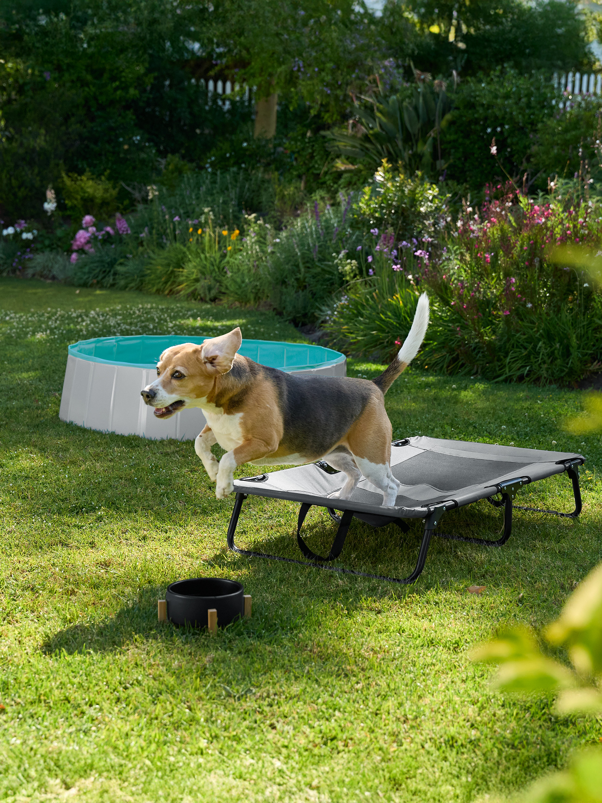 Un beagle saute sur un lit surélevé pour chien avec une piscine pour animaux en arrière-plan dans un jardin.