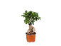 Bonsaï ficus ginseng en pot marron sur fond noir.