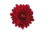 Dahlia rouge vif sur fond noir.