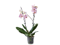 Orchidée Phalaenopsis à fleurs blanches et taches violettes dans un pot transparent.