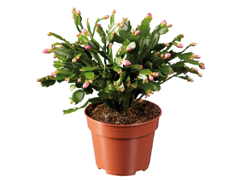 Cactus de Noël en pot marron avec des bourgeons de fleurs roses sur fond noir.