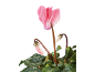 Cyclamen rose avec feuilles vertes et bourgeons sur fond noir.