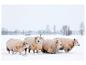 Quatre moutons à la laine épaisse debout dans la neige, avec des arbres en arrière-plan.