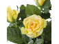 Roses jaunes avec des feuilles vertes sur fond noir.