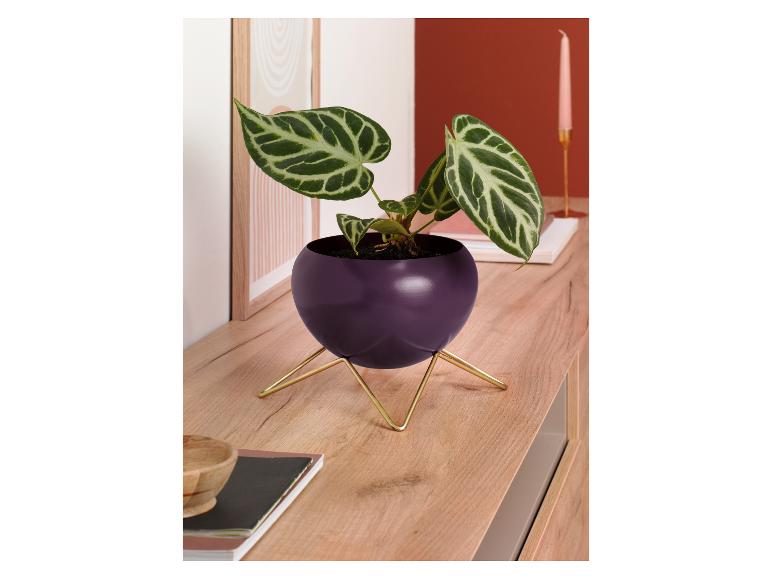 Pot(s) de fleurs décoratif(s)