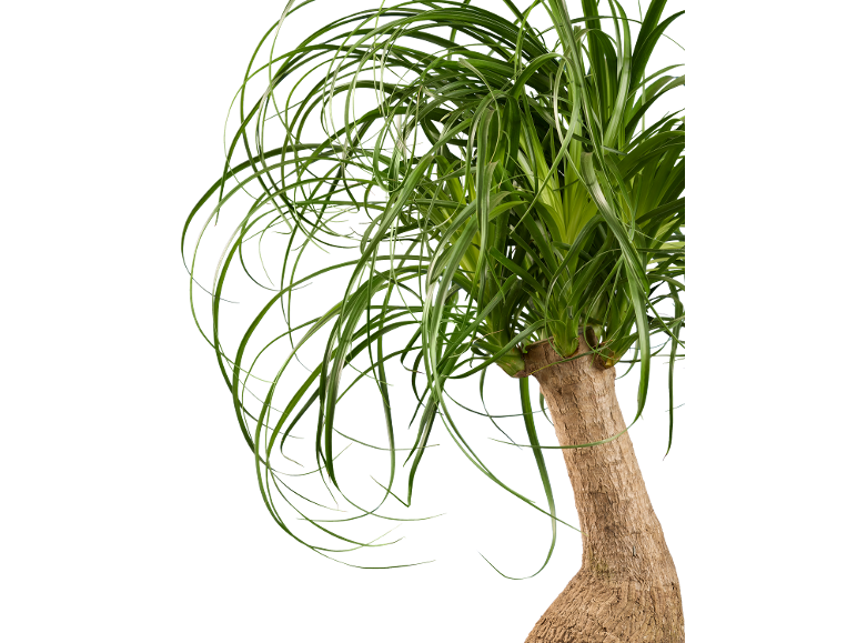 Plante d'intérieur verte aux longues feuilles incurvées et au tronc épais et marron sur fond noir.