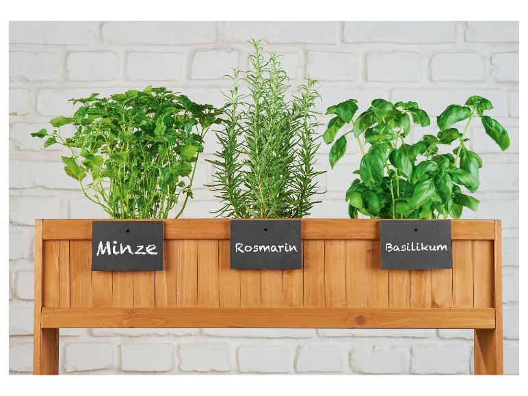 Menthe, romarin et basilic frais dans une jardinière en bois.