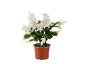Plante de cactus de Noël blanche dans un pot marron